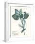 Pressed Flowers in Spa I-Vision Studio-Framed Art Print