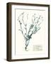 Pressed Flowers in Spa II-Vision Studio-Framed Art Print