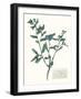 Pressed Flowers in Spa III-Vision Studio-Framed Art Print