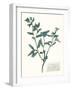 Pressed Flowers in Spa III-Vision Studio-Framed Art Print