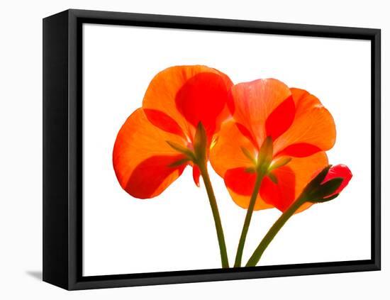 Pressed Flowers-panmaule-Framed Stretched Canvas