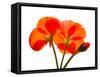 Pressed Flowers-panmaule-Framed Stretched Canvas