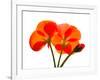 Pressed Flowers-panmaule-Framed Photographic Print