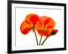 Pressed Flowers-panmaule-Framed Photographic Print