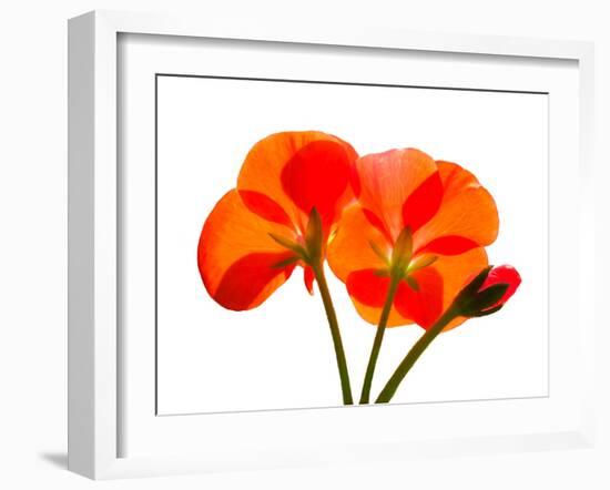 Pressed Flowers-panmaule-Framed Photographic Print