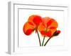 Pressed Flowers-panmaule-Framed Photographic Print