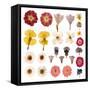 Pressed Flowers-Iwona Grodzka-Framed Stretched Canvas