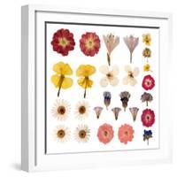 Pressed Flowers-Iwona Grodzka-Framed Art Print