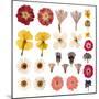 Pressed Flowers-Iwona Grodzka-Mounted Art Print