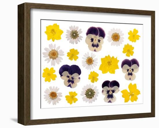 Pressed Flowers-Iwona Grodzka-Framed Art Print