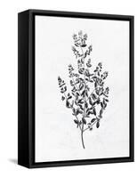 Pressed Herbs 1-Ann Bailey-Framed Stretched Canvas