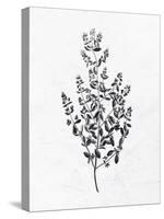 Pressed Herbs 1-Ann Bailey-Stretched Canvas