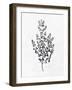 Pressed Herbs 1-Ann Bailey-Framed Art Print