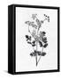 Pressed Herbs 2-Ann Bailey-Framed Stretched Canvas