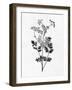 Pressed Herbs 2-Ann Bailey-Framed Art Print