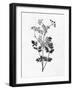 Pressed Herbs 2-Ann Bailey-Framed Art Print