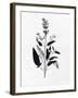 Pressed Herbs 3-Ann Bailey-Framed Art Print