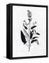Pressed Herbs 3-Ann Bailey-Framed Stretched Canvas