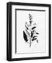 Pressed Herbs 3-Ann Bailey-Framed Art Print