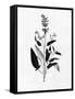 Pressed Herbs 3-Ann Bailey-Framed Stretched Canvas