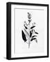 Pressed Herbs 3-Ann Bailey-Framed Art Print