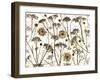 Pressed Hydrangea-Assaf Frank-Framed Giclee Print