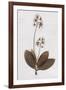 Pressed Meadow Flower I-H. T. Shores-Framed Giclee Print