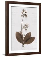 Pressed Meadow Flower I-H. T. Shores-Framed Giclee Print