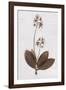 Pressed Meadow Flower I-H. T. Shores-Framed Giclee Print