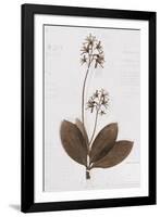 Pressed Meadow Flower I-H. T. Shores-Framed Giclee Print