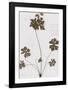 Pressed Meadow Flower II-H. T. Shores-Framed Giclee Print
