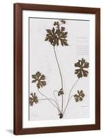 Pressed Meadow Flower II-H. T. Shores-Framed Giclee Print