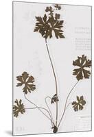 Pressed Meadow Flower II-H. T. Shores-Mounted Giclee Print