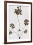 Pressed Meadow Flower II-H. T. Shores-Framed Giclee Print