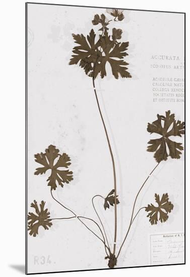 Pressed Meadow Flower II-H. T. Shores-Mounted Giclee Print