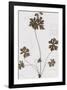 Pressed Meadow Flower II-H. T. Shores-Framed Giclee Print