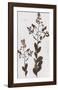 Pressed Meadow Flower III-H. T. Shores-Framed Giclee Print