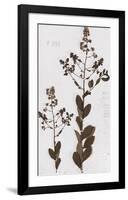Pressed Meadow Flower III-H. T. Shores-Framed Giclee Print