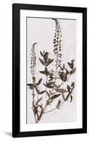 Pressed Meadow Flower V-H. T. Shores-Framed Giclee Print