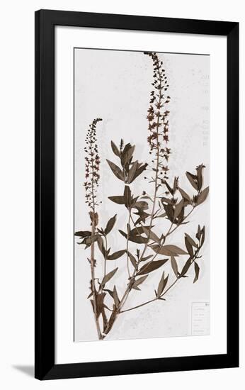 Pressed Meadow Flower V-H. T. Shores-Framed Giclee Print