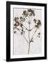 Pressed Meadow Flower VI-H. T. Shores-Framed Giclee Print