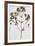 Pressed Meadow Flower VI-H. T. Shores-Framed Giclee Print