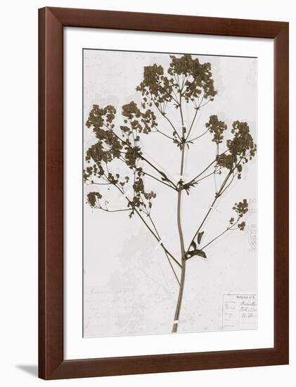 Pressed Meadow Flower VI-H. T. Shores-Framed Giclee Print