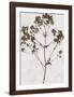 Pressed Meadow Flower VI-H. T. Shores-Framed Giclee Print