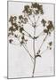 Pressed Meadow Flower VI-H. T. Shores-Mounted Giclee Print