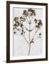 Pressed Meadow Flower VI-H. T. Shores-Framed Giclee Print