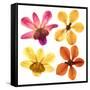 Pressed Orchids Back Lit on White-morganlstudios-Framed Stretched Canvas