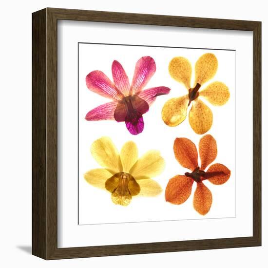 Pressed Orchids Back Lit on White-morganlstudios-Framed Art Print