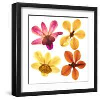 Pressed Orchids Back Lit on White-morganlstudios-Framed Art Print