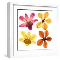 Pressed Orchids Back Lit on White-morganlstudios-Framed Art Print